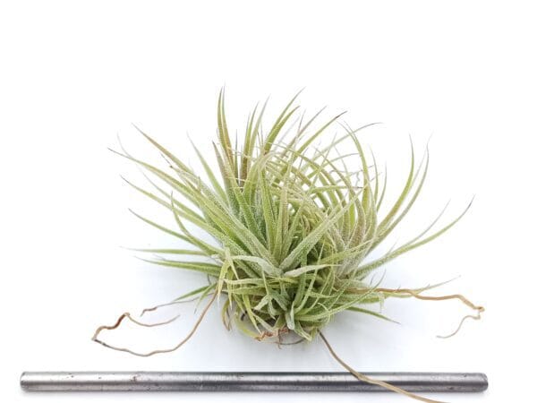 Tillandsia ionantha var. mexico XL