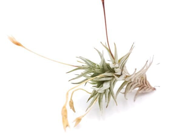 Tillandsia rectangula