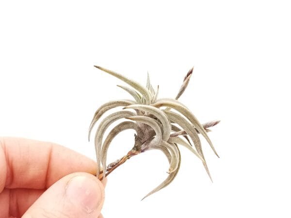 Tillandsia tenebra