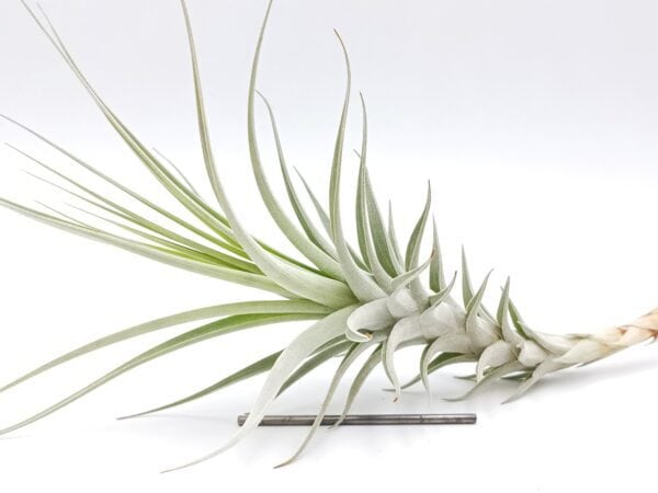 Tillandsia hitchcockiana