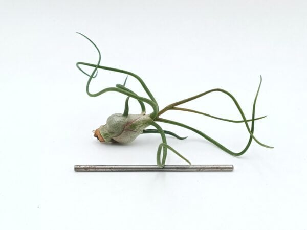 Tillandsia bulbosa L