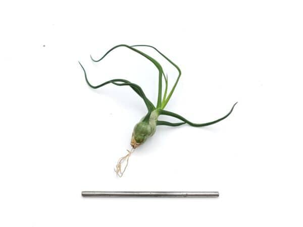 Tillandsia bulbosa M