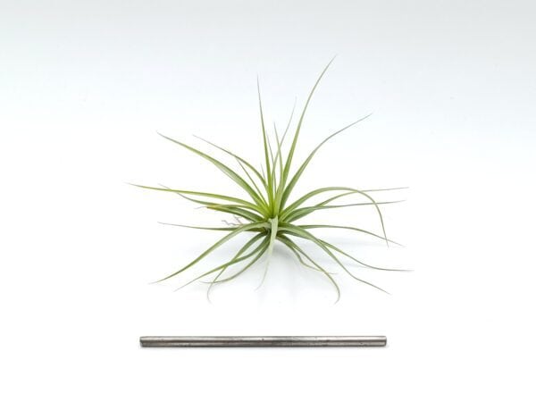 Tillandsia concolor M