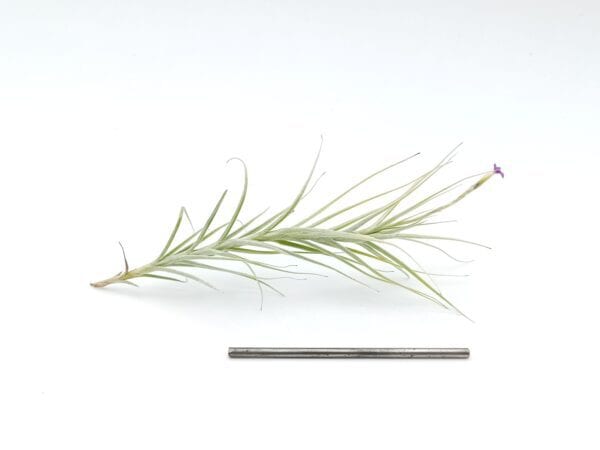 Tillandsia marconae