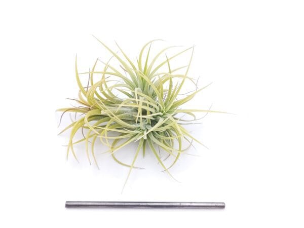 Tillandsia ionantha Druid XXL