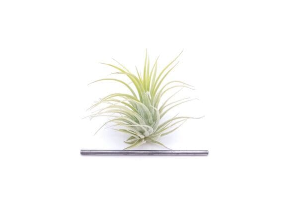 Tillandsia ionantha Druid
