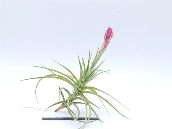 Tillandsia aeranthos Uruguay