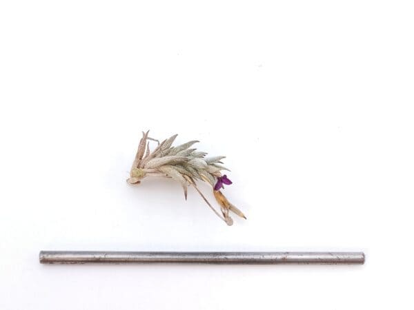 Tillandsia brealitoensis