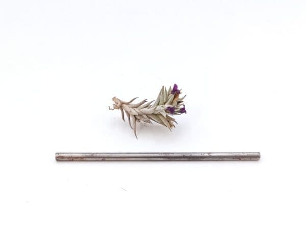 Tillandsia brealitoensis XL