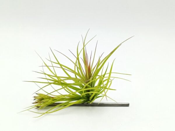 Tillandsia globosa