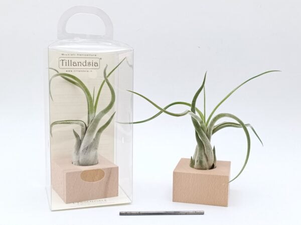 Tillandsia caput medusae con Essenziale M