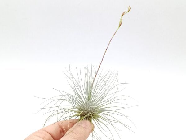 Tillandsia fucshii gracilis L