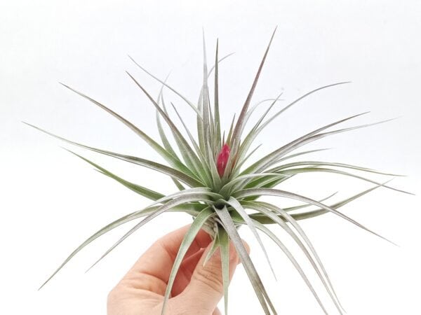 Tillandsia aeranthos x Tillandsia stricta