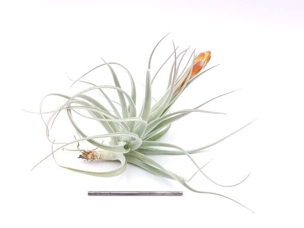 Tillandsia recurvifolia var. subsecundifolia L