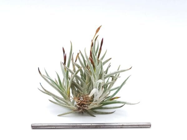 Tillandsia castellanii