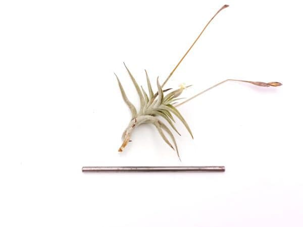 Tillandsia hirta