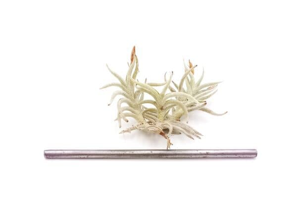 Tillandsia retorta in gruppo