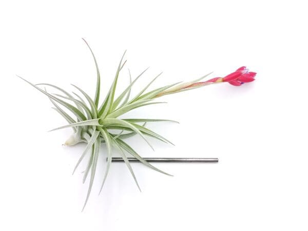 Tillandsia leonamiana M