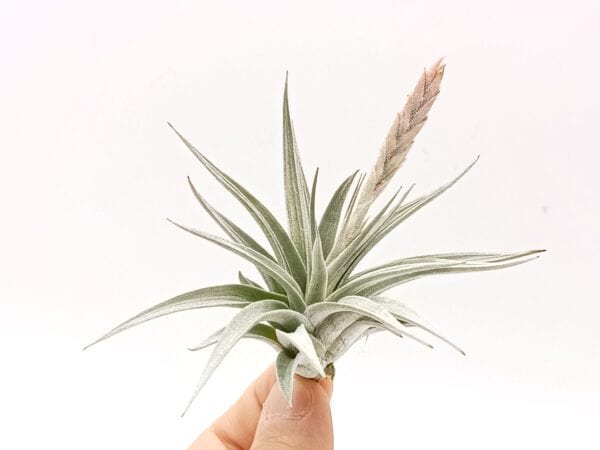 Tillandsia comarapaensis