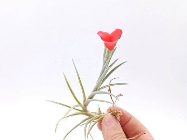 Tillandsia albertiana M