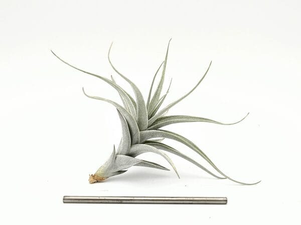 Tillandsia albida