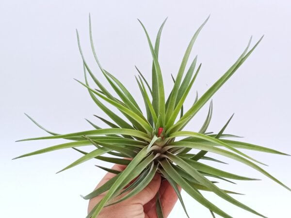 Tillandsia velutina XL