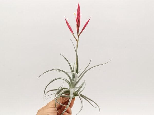 Tillandsia lorentziana M