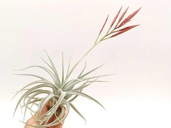 Tillandsia lorentziana XL