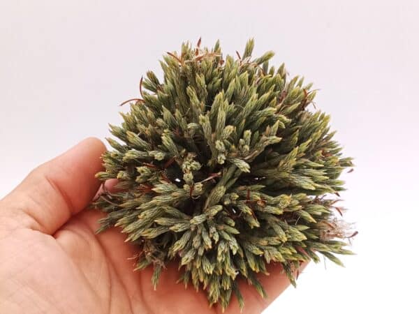 Tillandsia bryoides Extra large