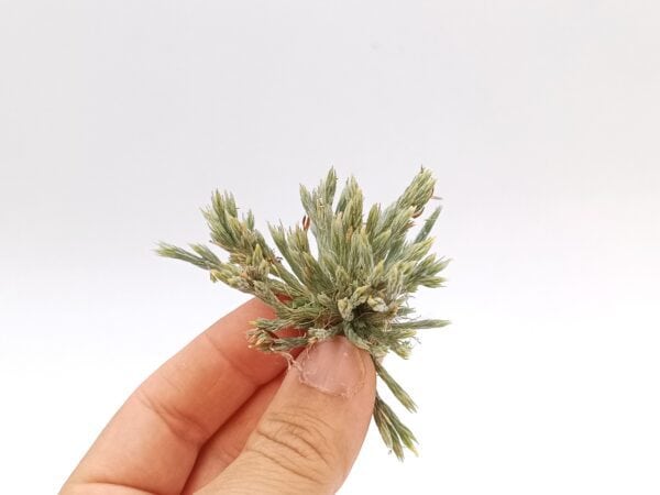 Tillandsia bryoides Large