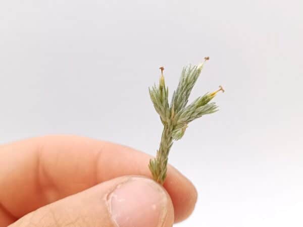 Tillandsia bryoides