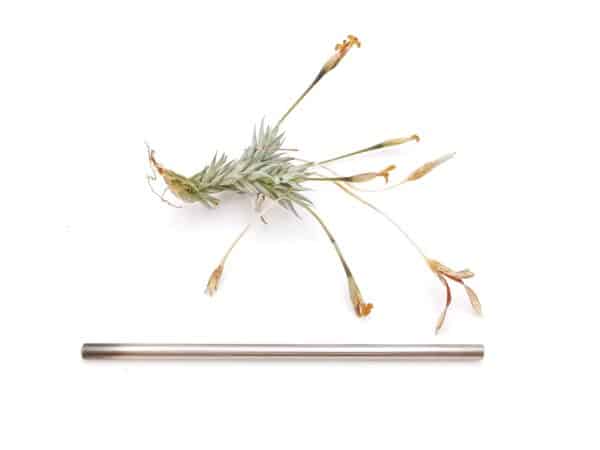 Tillandsia aizoides