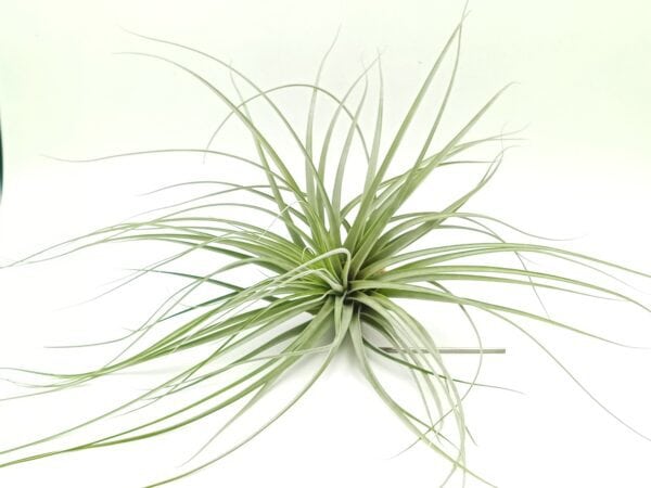Tillandsia vicentina