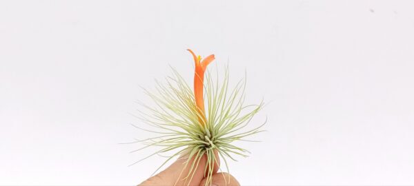 Tillandsia andreana
