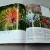Volume TILLANDSIA