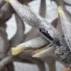 Tillandsia gilliesii R