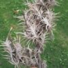Tillandsia gilliesii R
