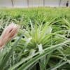 Tillandsia geminiflora XL