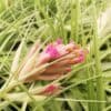 Tillandsia geminiflora in fiore