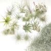 Tillandsia mix25_01