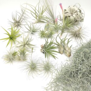 Tillandsia mix25_01