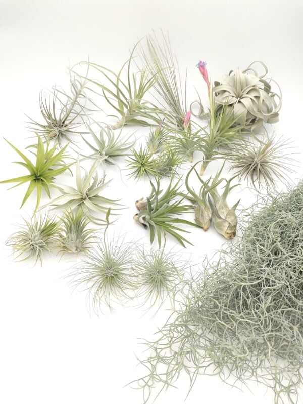 Tillandsia mix25_01