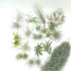 Tillandsia mix25_02