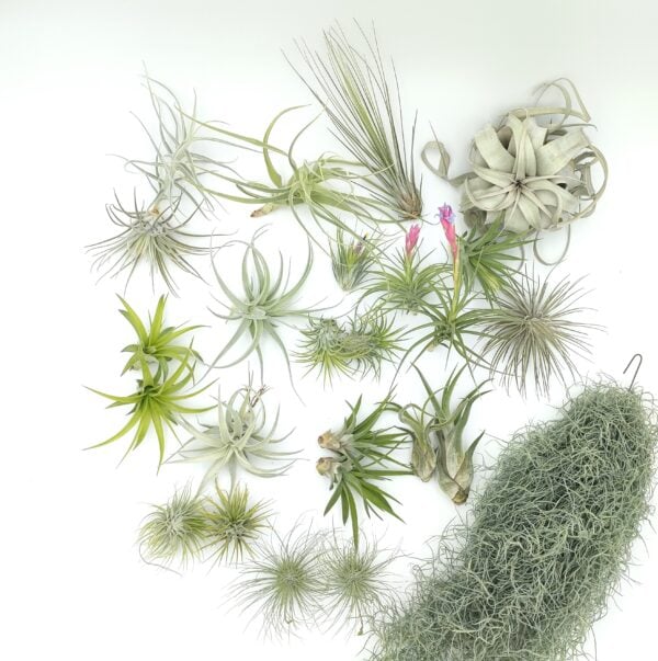 Tillandsia mix25_02