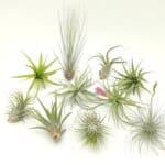 Tillandsia mix10
