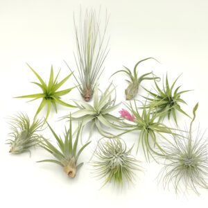 Tillandsia mix10