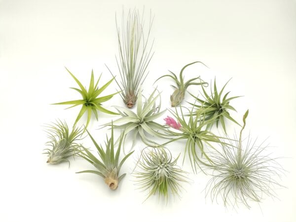 Tillandsia mix10