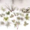 Tillandsia mix45