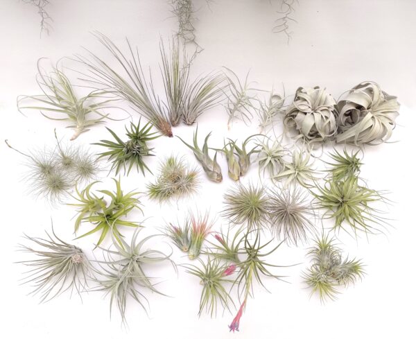 Tillandsia mix45
