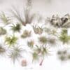 Tillandsia mix45